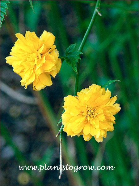 double flowers